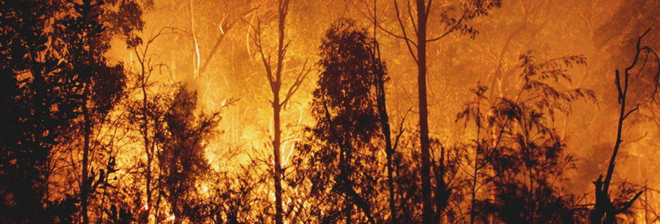 Forest Fire